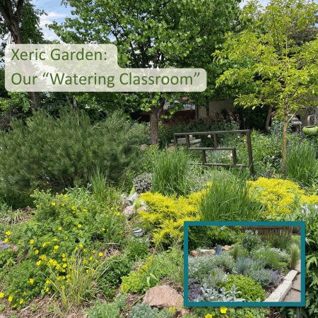 Xeric landscaped yard with paths, stones, and flowers and small trees